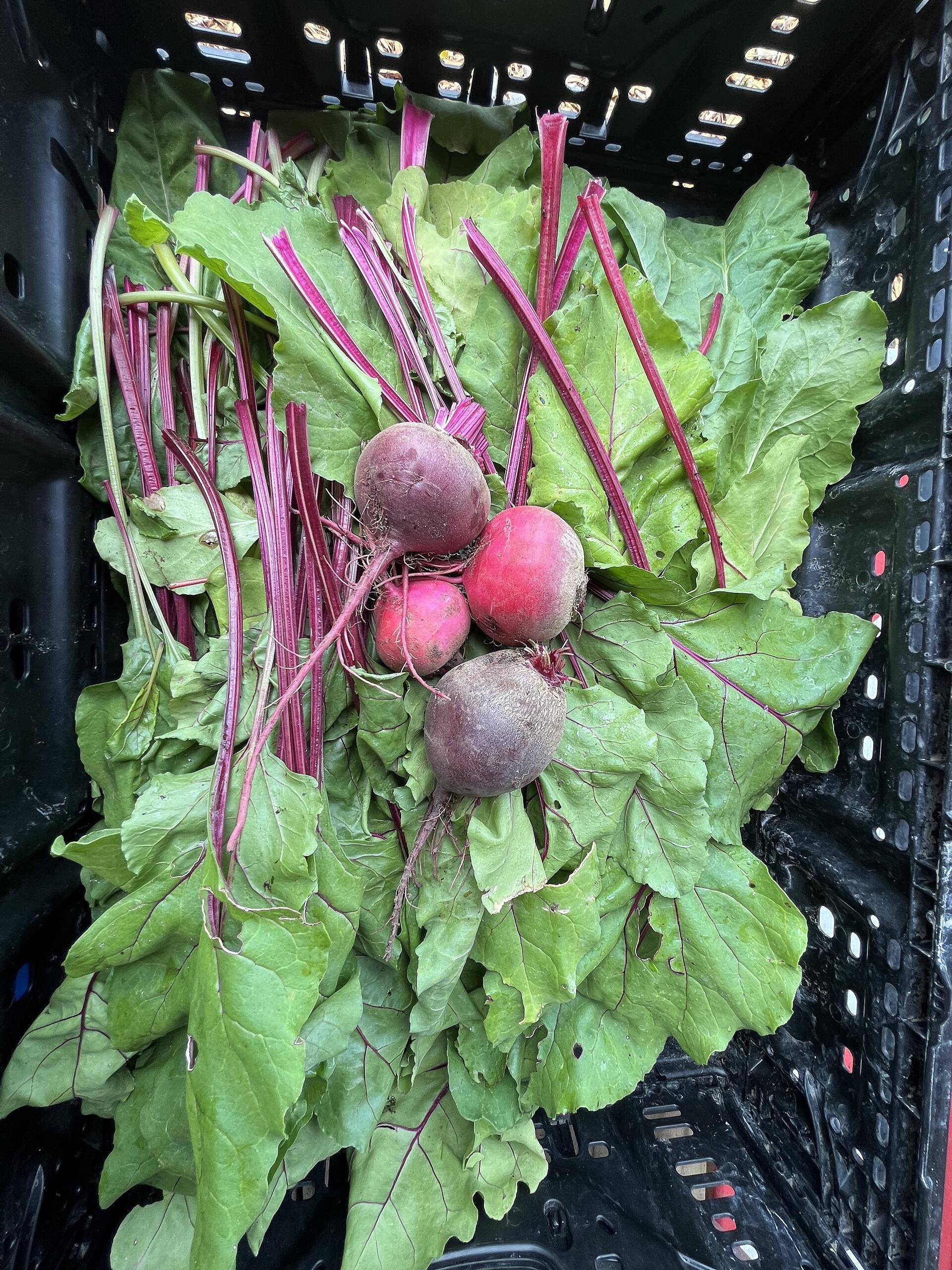 Farmer Dave's Slideshow